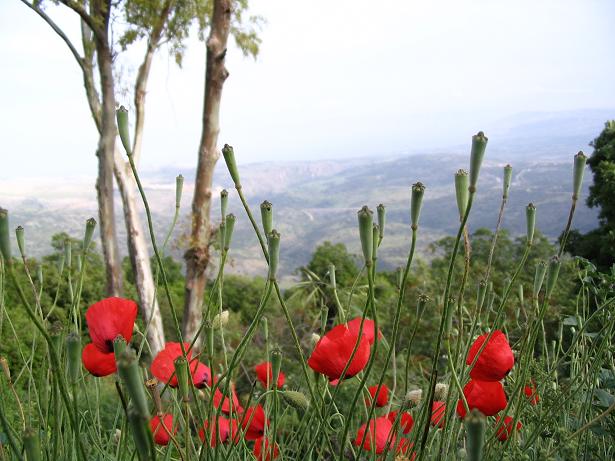 פריחה באיזור הגליל